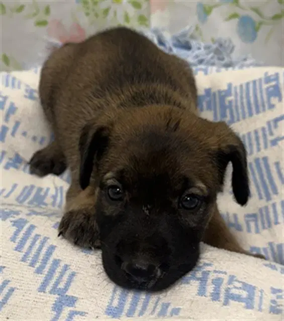 Bashful - Australian Cattle Dog/Blue Heeler