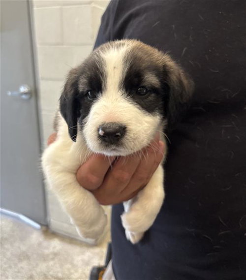 DOPEY, a dog for adoption from Fort Bend County Animal Services