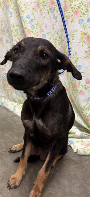 Snow White, Australian Cattle Dog/Blue Heeler / Mixed (medium coat)