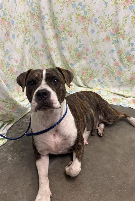Brandy - Boxer