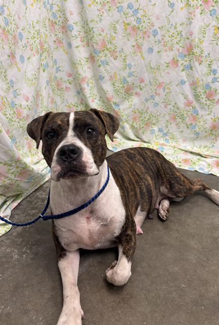 BRANDY, a dog for adoption from Fort Bend County Animal Services