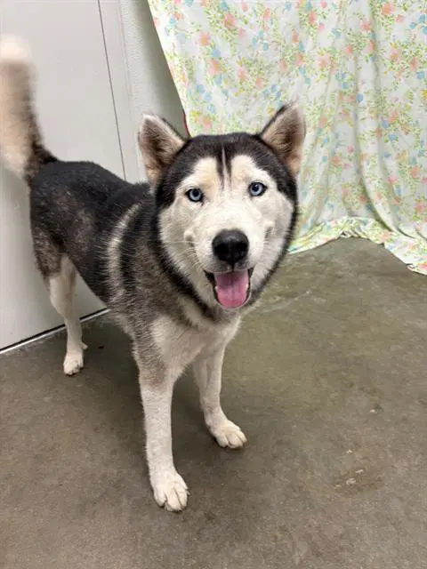 Finny - Husky