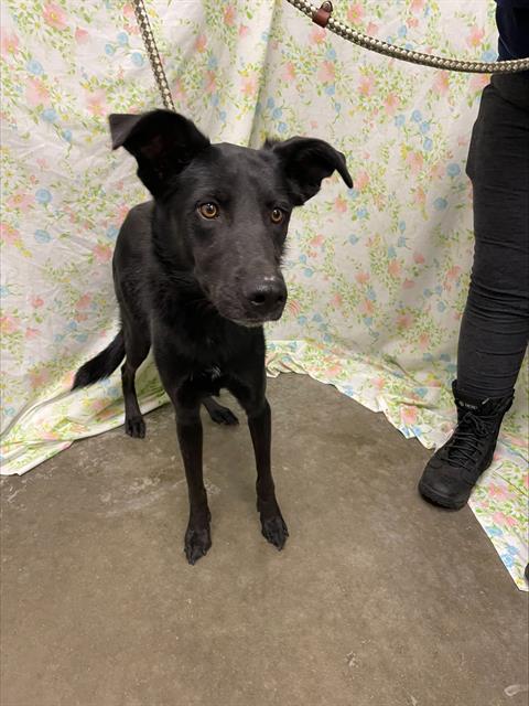 Fiona, Flat-coated Retriever / Mixed (medium coat)