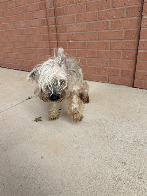 CLOUD, a dog for adoption from Fort Bend County Animal Services