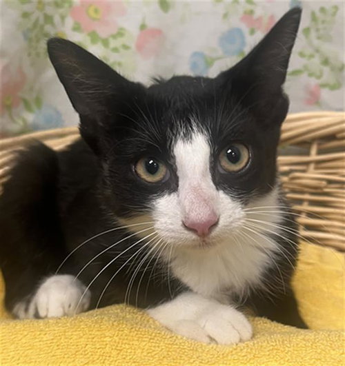 SASSY, a cat for adoption from Fort Bend County Animal Services
