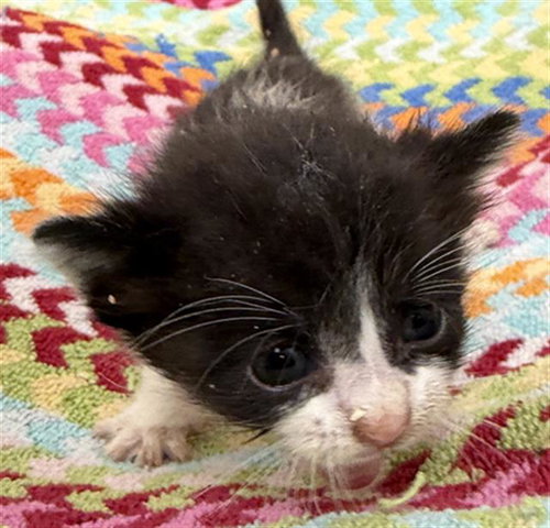 Mesa, Domestic Short Hair (medium coat)