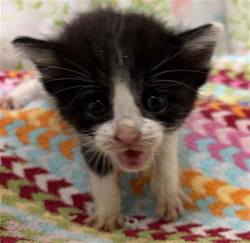 YUMA, a cat for adoption from Fort Bend County Animal Services