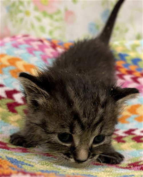 SEDONA, a cat for adoption from Fort Bend County Animal Services