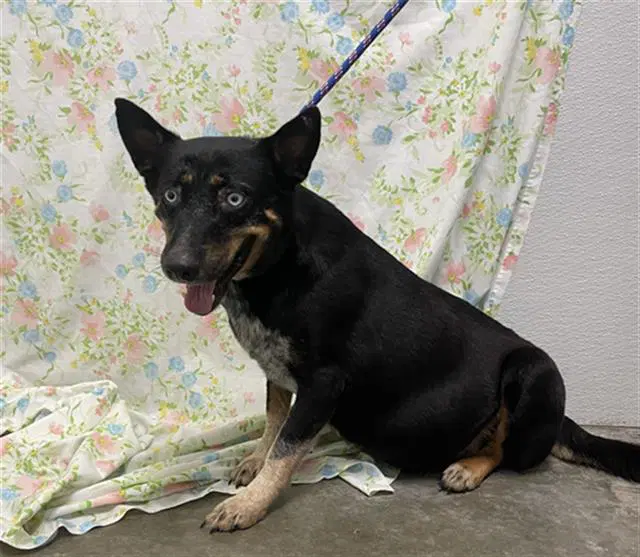 Lady - Australian Cattle Dog/Blue Heeler