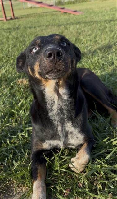 Lady, Australian Cattle Dog/Blue Heeler / Mixed (medium coat)