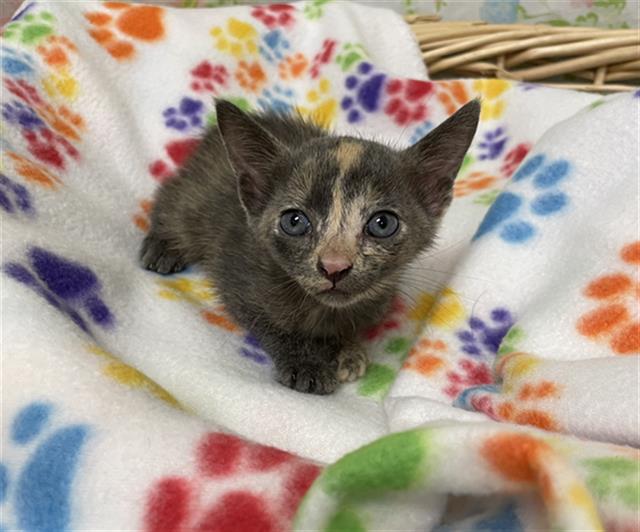 Yvonne, Domestic Short Hair