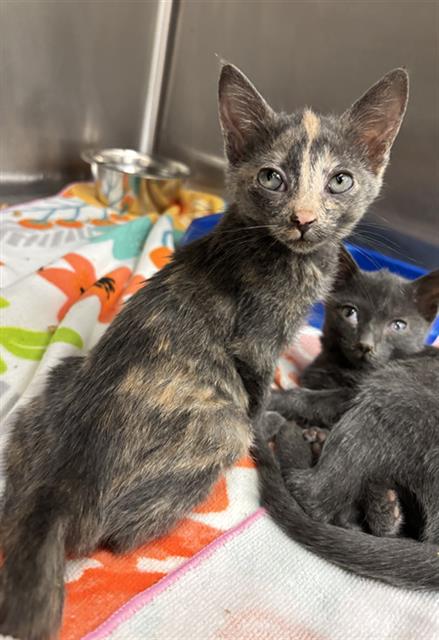 Yvonne, Domestic Short Hair (medium coat)