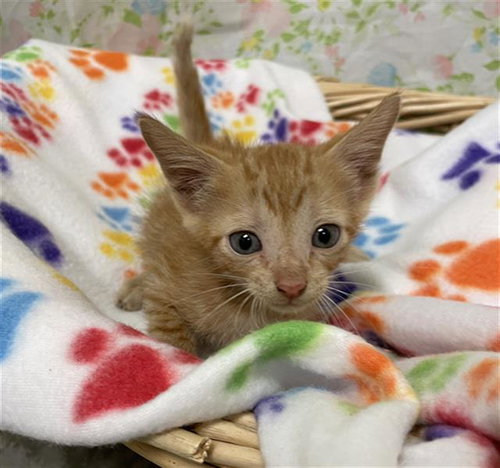 YIN, a cat for adoption from Fort Bend County Animal Services
