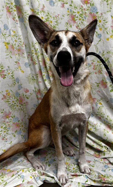DOLLY, a dog for adoption from Fort Bend County Animal Services