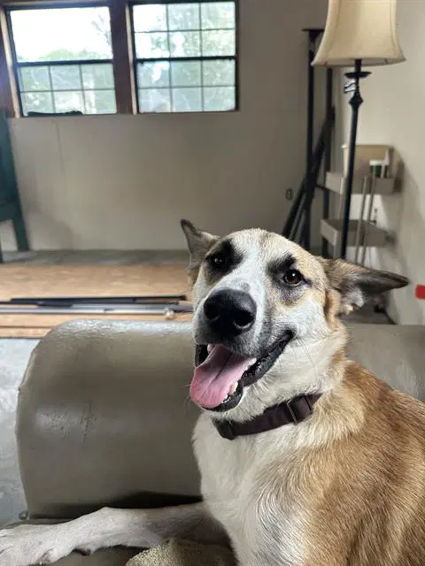 Dolly - German Shepherd Dog