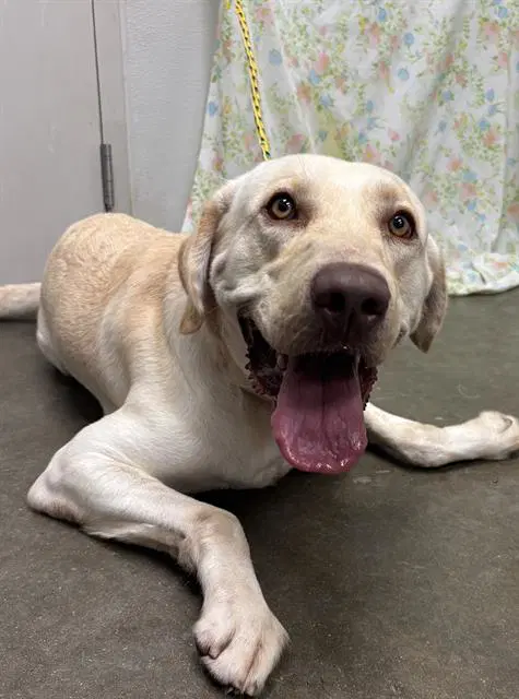 Oliver - Labrador Retriever