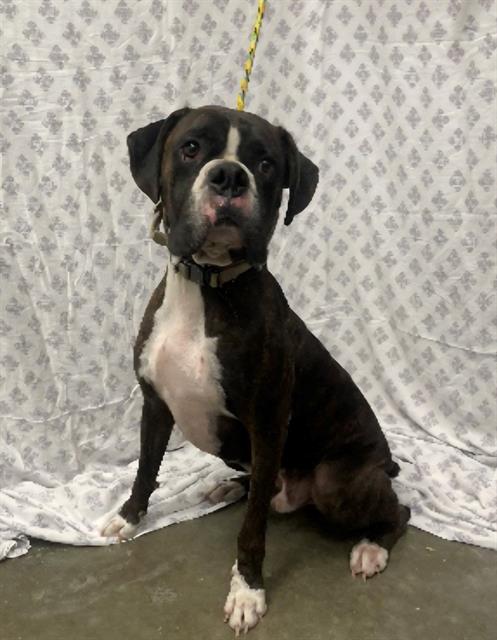 Blix, Boxer