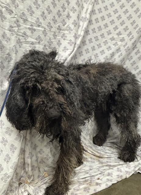 Teddy, Poodle (Standard)