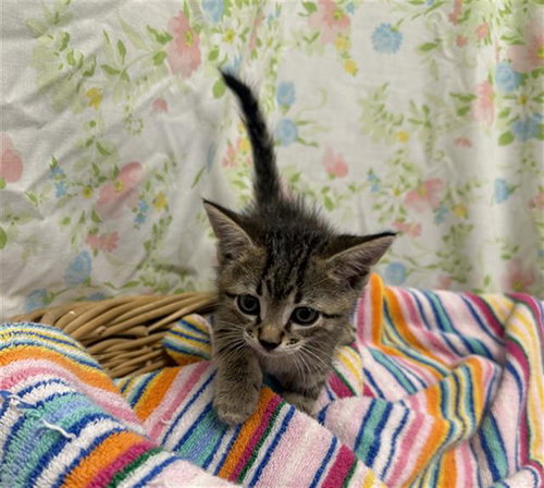 GEORGIE, a cat for adoption from Fort Bend County Animal Services