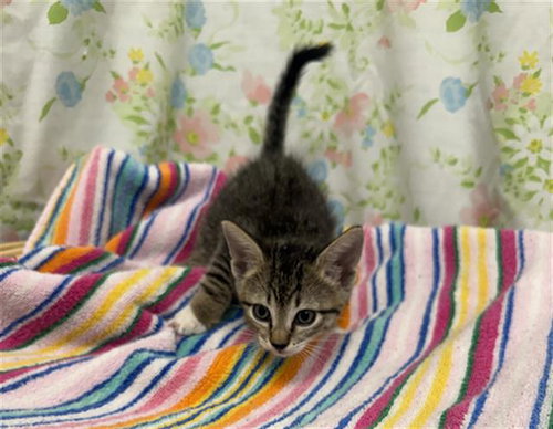 JENNY, a cat for adoption from Fort Bend County Animal Services