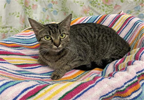 PENELOPE, a cat for adoption from Fort Bend County Animal Services