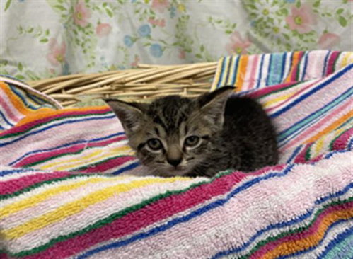 ZIPPY, a cat for adoption from Fort Bend County Animal Services