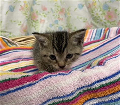 Pockets, Domestic Short Hair (medium coat)