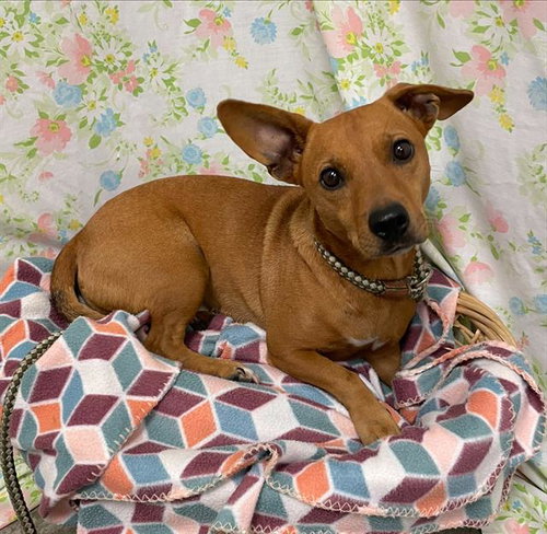 CHACHO, a dog for adoption from Fort Bend County Animal Services