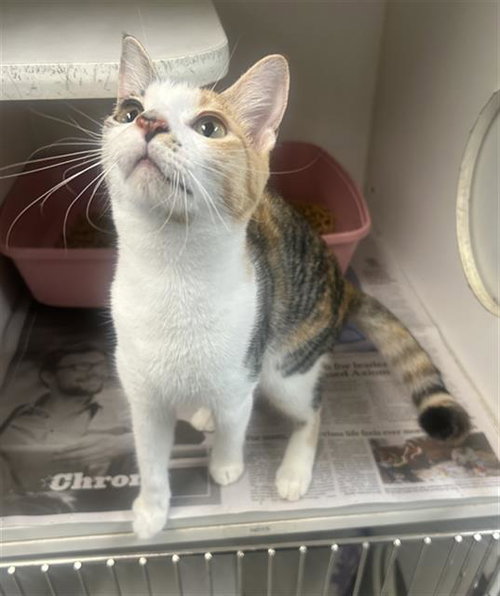 STARSCREAM, a cat for adoption from Fort Bend County Animal Services