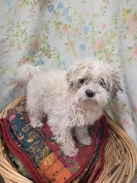 Toby - Shih Tzu