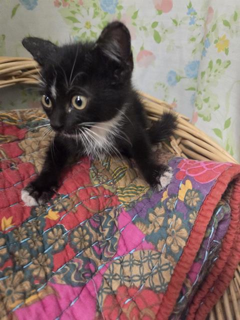 TWEEDLE-DEE, a cat for adoption from Fort Bend County Animal Services
