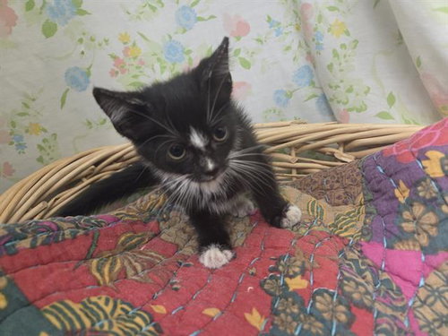 TWEEDLE-DOO, a cat for adoption from Fort Bend County Animal Services