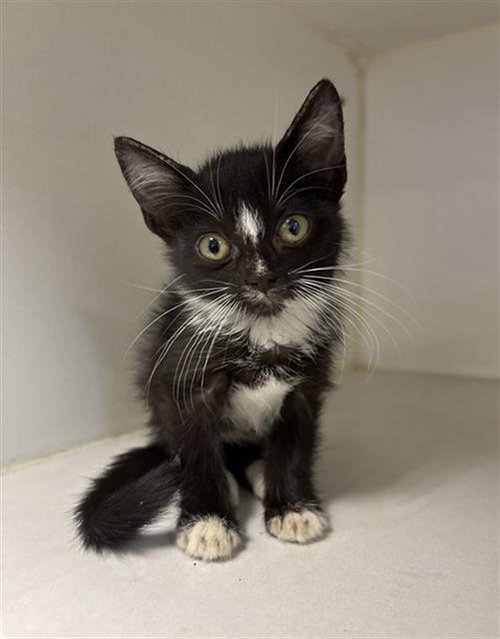 Tweedle-Doo, Domestic Short Hair (medium coat)