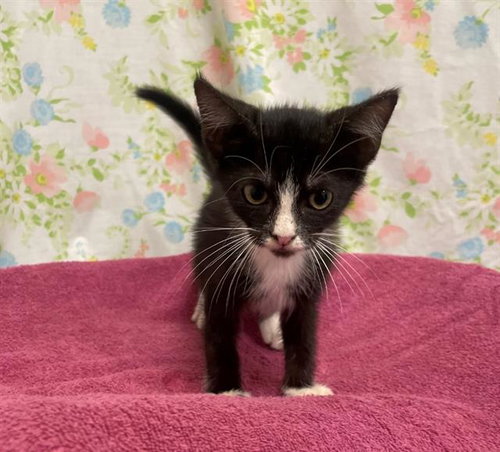 TWEEDLE-DUM, a cat for adoption from Fort Bend County Animal Services