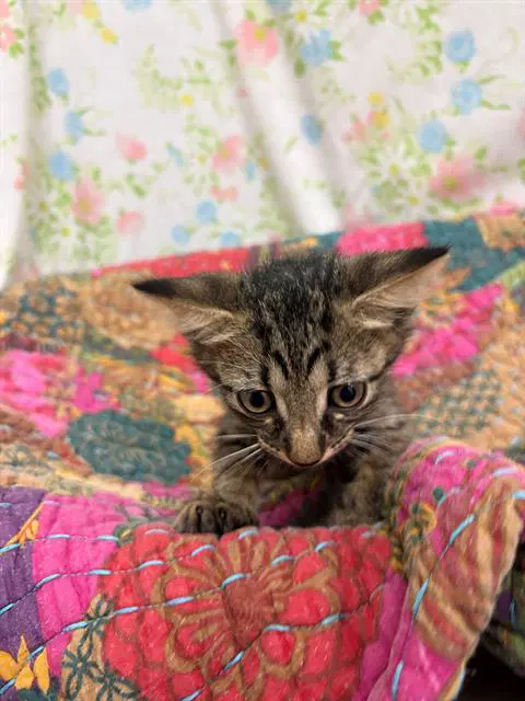 Count Dracula - Domestic Short Hair