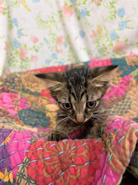 Count Dracula, Domestic Short Hair (medium coat)