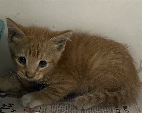 ACORN, a cat for adoption from Fort Bend County Animal Services