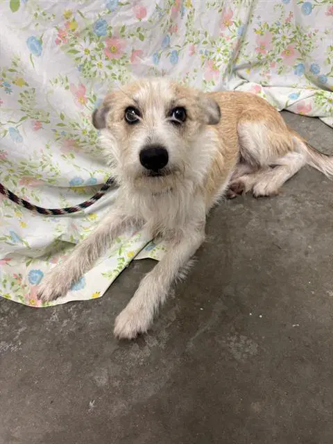 Robert - Parson Russell Terrier