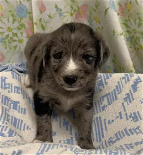 Grumpy - Australian Cattle Dog/Blue Heeler