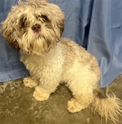 Whisper - Shih Tzu