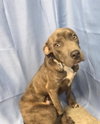 PINTO — Rosenberg, TX Adoption