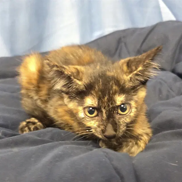 Ember - Domestic Short Hair