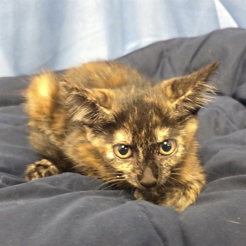 Ember, Domestic Short Hair (medium coat)