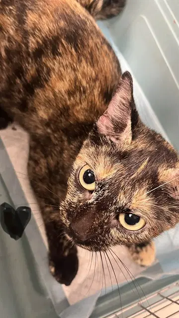 Esperanza - Domestic Short Hair