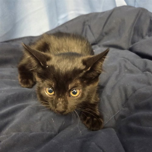 Drakon, Domestic Short Hair (medium coat)