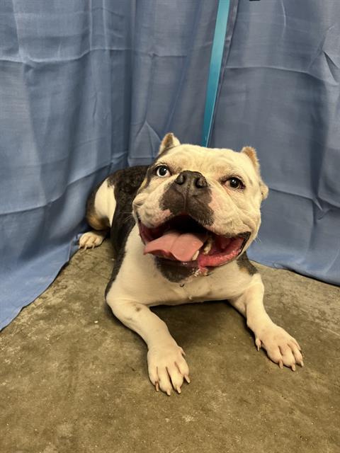 Potato, Bulldog (medium coat)