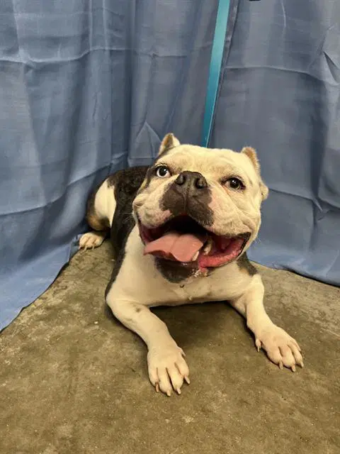 Potato - Bulldog