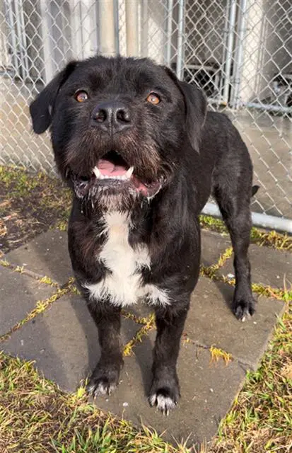 Kong - German Wirehaired Pointer