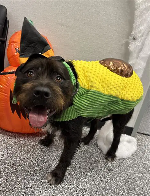 Kong - German Wirehaired Pointer