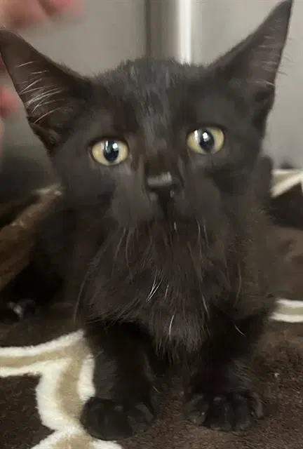 Luna - Domestic Short Hair